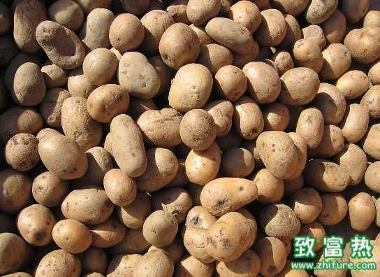 馬鈴薯應該如何正確施肥