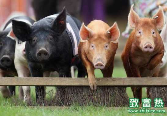 引入國外種豬好不好？