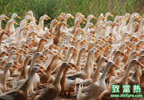 養(yǎng)禽場要注意安卡拉病的防控