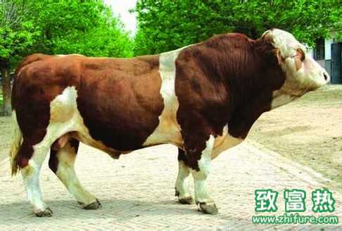 如何正確引進種公牛