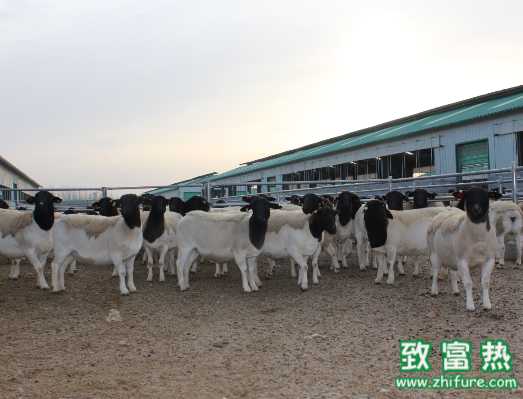 羊場免疫接種事項的正確方式