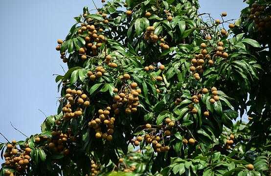 2017種植龍眼賺錢嗎