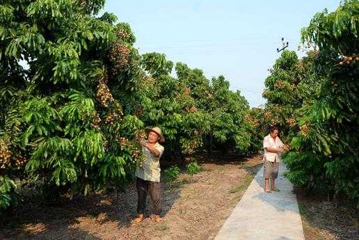 龍眼的種植技術
