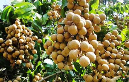 2017龍眼種植前景及市場價格分析