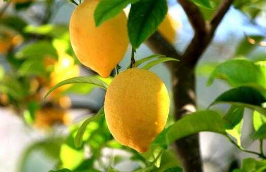2017檸檬種植前景及市場價格分析