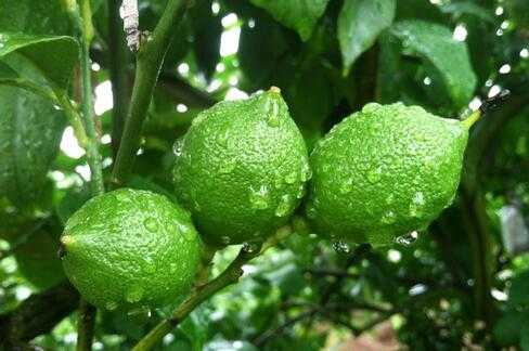 檸檬的種植技術