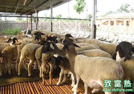 如何可以拿到養羊的補貼