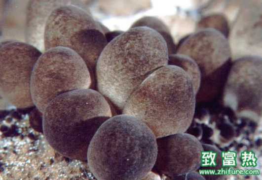 為何草菇栽培中菌絲萎縮