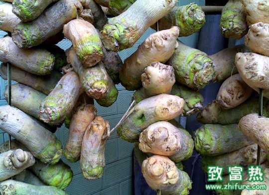 大頭菜如何腌制