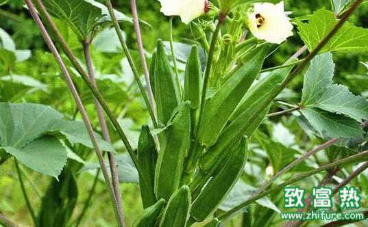 什么是黃秋葵 黃秋葵的神奇功效