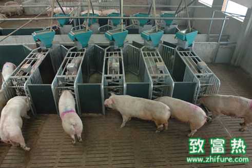 養豬增肥怎么養？有哪些妙招？