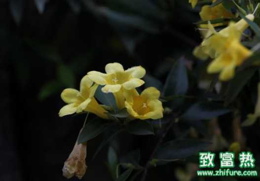 如何使用中草藥驅畜禽絳蟲