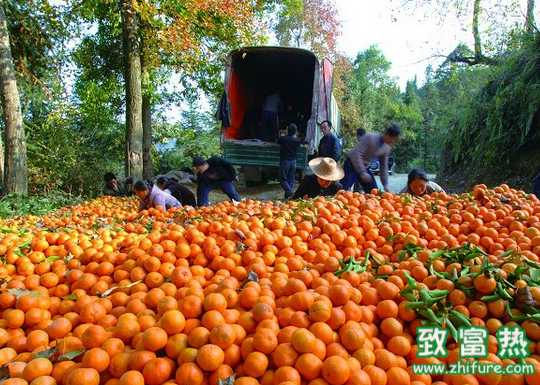 如何增加果園土壤培肥