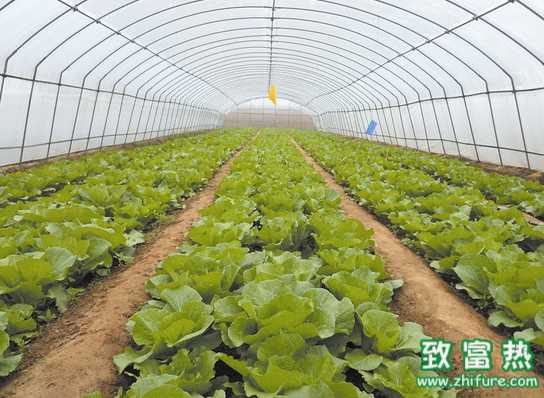 大棚蔬菜的冬季生理病害可預防