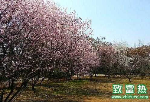 2017種杏樹賺錢嗎？2017種杏樹前景及市場價格行情分析