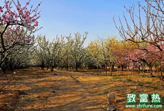 果樹脫毒種植技術(shù)