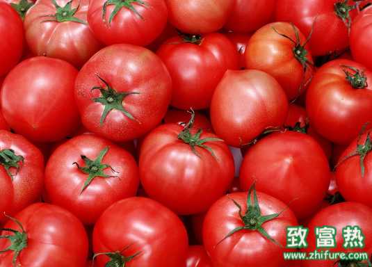 番茄的栽培技術(shù)