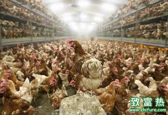 今年入冬又見H7N9禽流感 