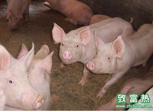 年前豬價漲跌局勢不定