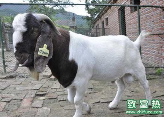 種公羊的飼養及管理