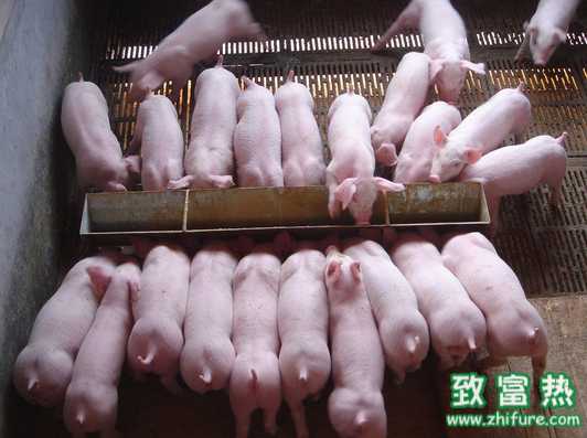 冬季豬五號病的防控