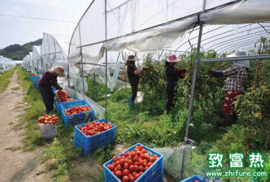 溫室番茄滴灌設備選用