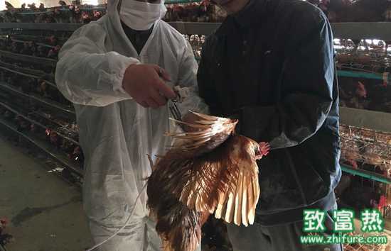 冬季畜禽防病的五個注意事項