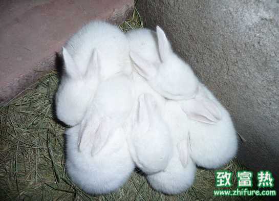 提高幼兔成活率的技術