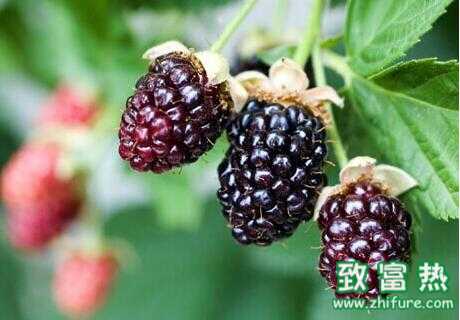 2017種黑莓賺錢嗎?2017種黑莓前景及市場價格行情分析