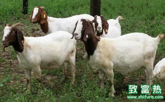 2017養(yǎng)波爾山羊賺錢嗎?2017養(yǎng)波爾山羊前景及市場價格行情分析