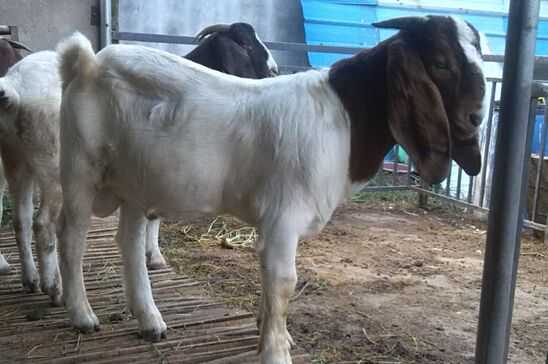 2017養波爾山羊賺錢嗎？