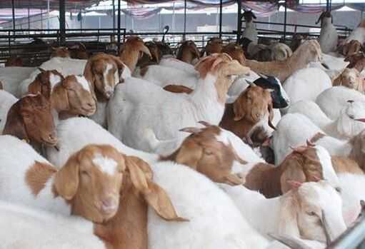 養波爾山羊成功案例