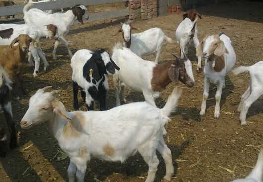 2017養波爾山羊前景及市場價格行情分析