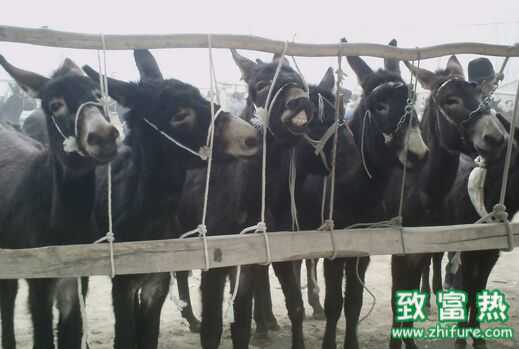 2017養肉驢賺錢嗎?2017養肉驢前景及市場價格行情分析