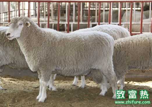 2017養(yǎng)肉羊賺錢嗎？2017肉羊養(yǎng)殖前景及市場價格行情分析