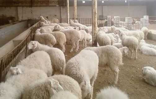 2017養肉羊賺錢嗎?