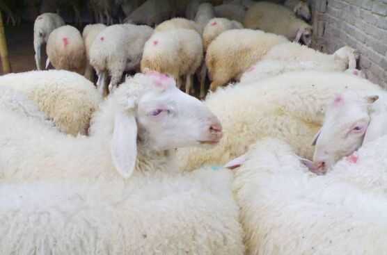 2017肉羊養殖前景及市場價格行情分析