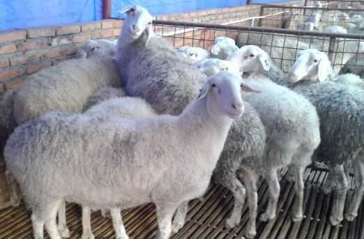 肉羊養殖成功案例