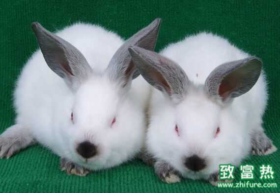 2017養長毛兔賺錢嗎？2017長毛兔養殖前景及市場價格行情分析