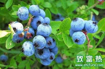 2017種藍莓賺錢嗎？2017種藍莓前景及市場價格行情分析