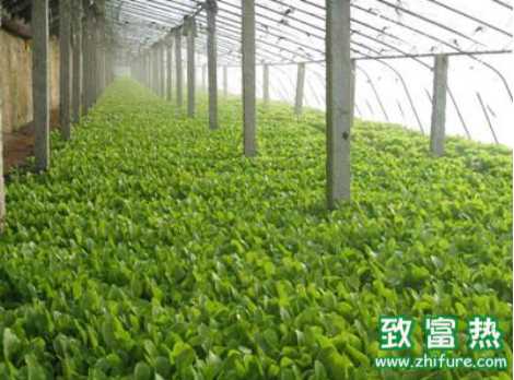 春季棚菜的澆灌技巧