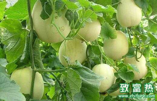 2017種甜瓜賺錢嗎？2017種甜瓜前景及市場價格行情分析