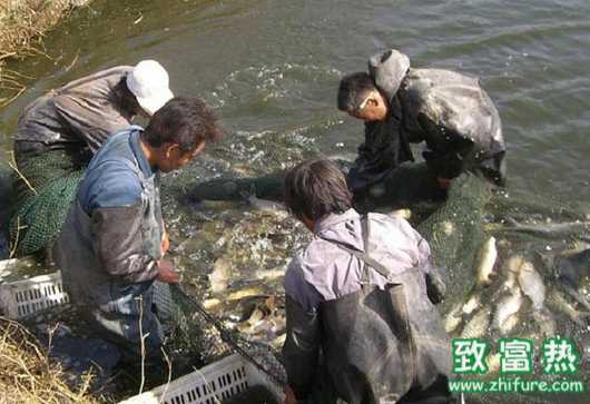 池塘養魚的條件