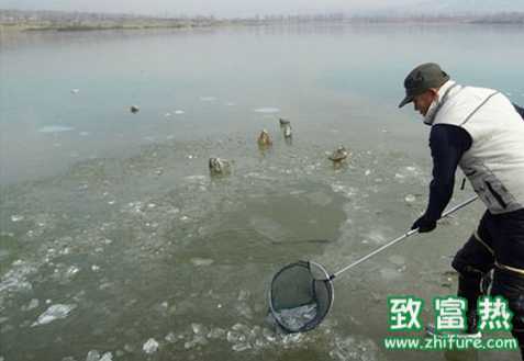 魚類冬季的安全措施