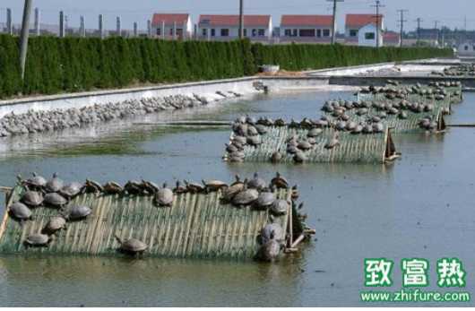 如何預防冬季甲魚死亡