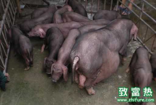 冬季母豬懷孕的飼料管理