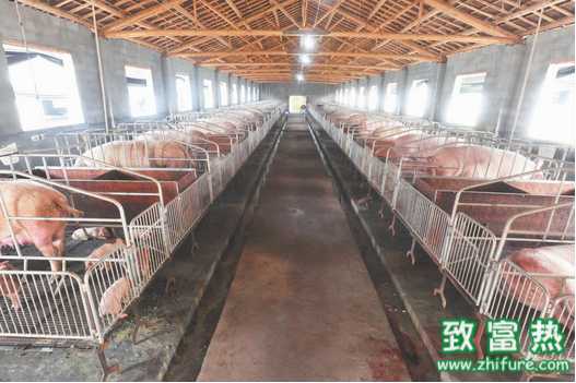 如何讓養豬場做好豬瘟的凈化