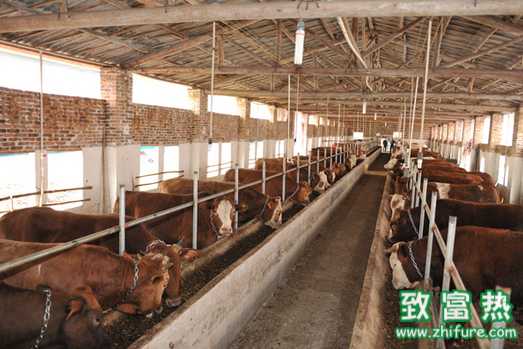 怎么做好牛場的防疫工作