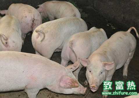冬季生豬感冒怎么治