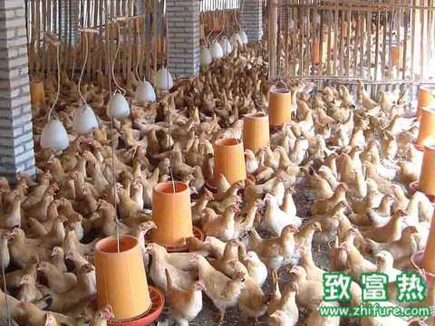 蛋雞腹瀉的防控